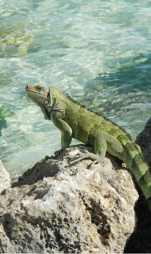 Photo des Antilles